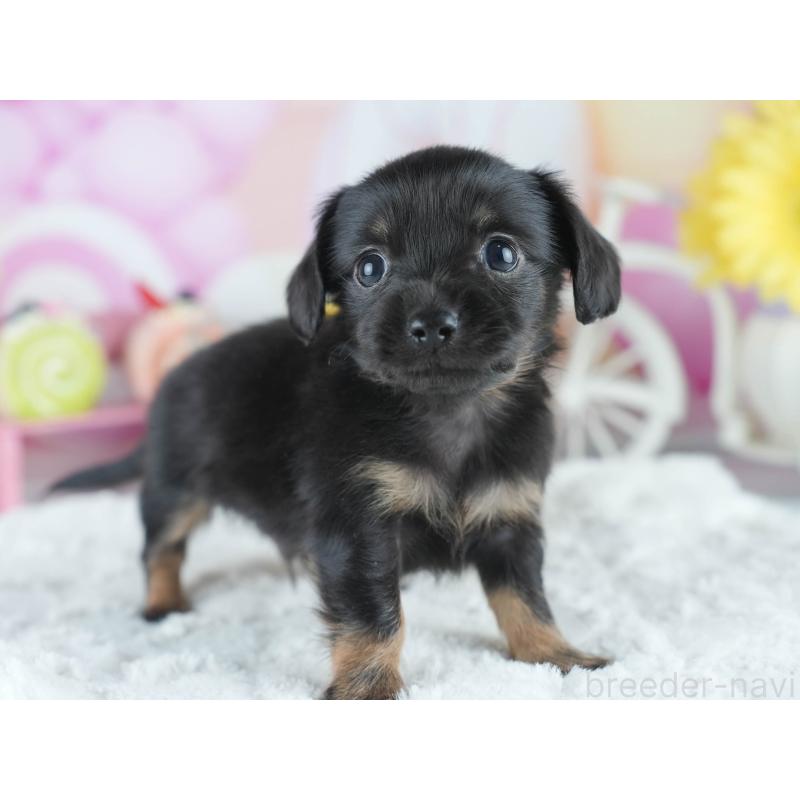 販売中の茨城県のミックス犬-414133の8枚目