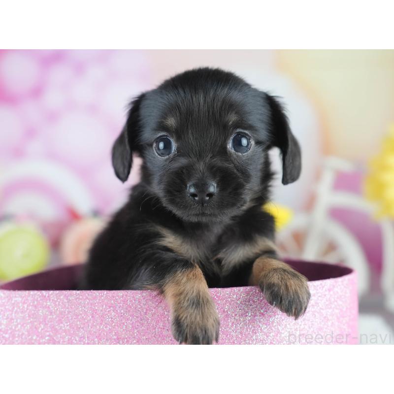 販売中の茨城県のミックス犬-414133の7枚目