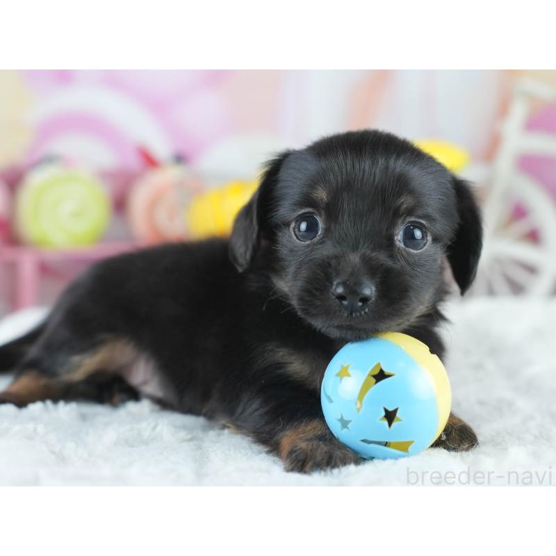 販売中の茨城県のミックス犬-414133の6枚目