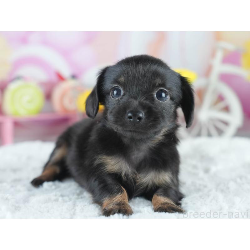 販売中の茨城県のミックス犬-414133の5枚目