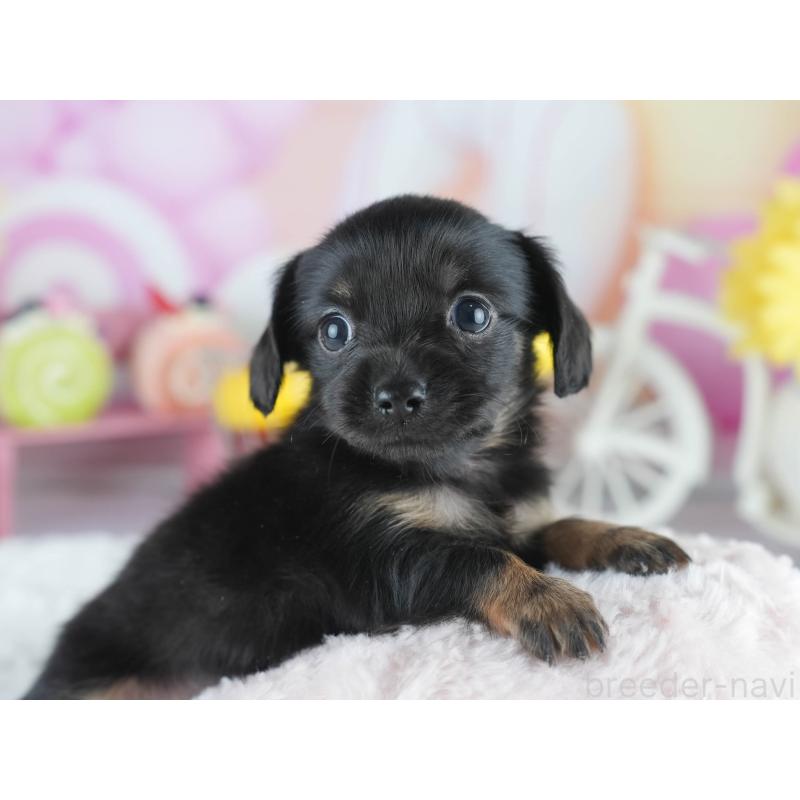 販売中の茨城県のミックス犬-414133の4枚目