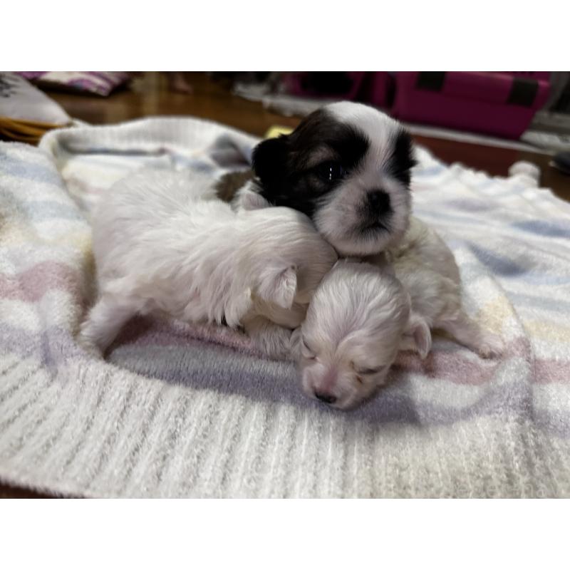 成約済の熊本県のシーズー-413416の5枚目