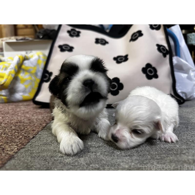 成約済の熊本県のシーズー-413416の4枚目