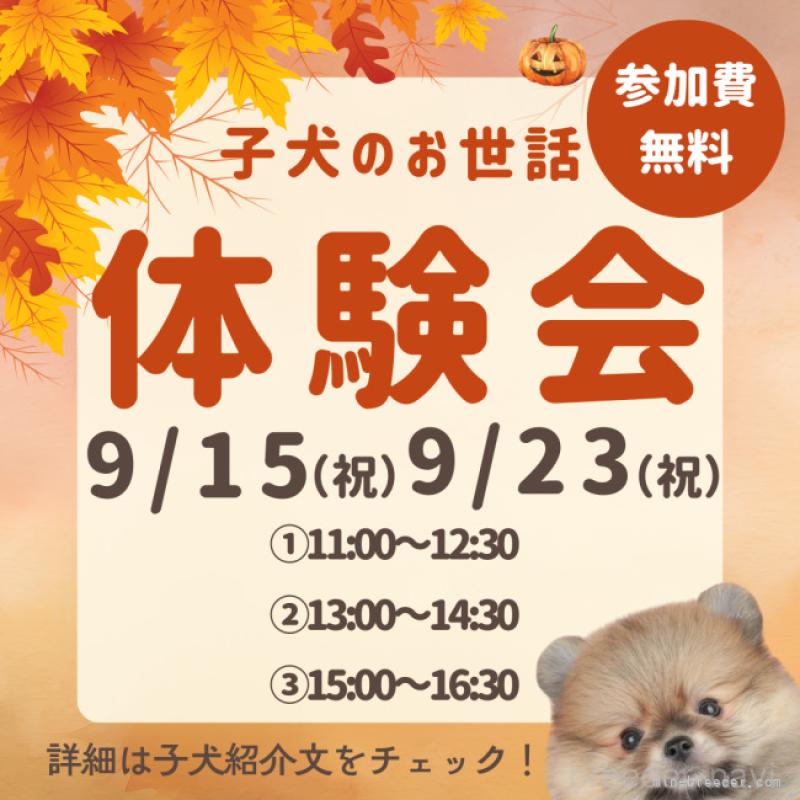 販売中の千葉県のポメラニアン-413789の11枚目