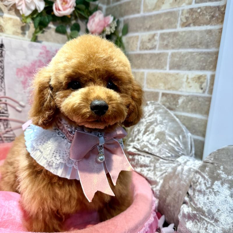 販売中の埼玉県のトイプードル-396284の7枚目