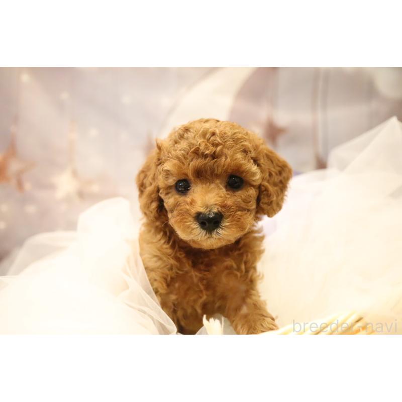 成約済の福井県のタイニープードル-413540の8枚目