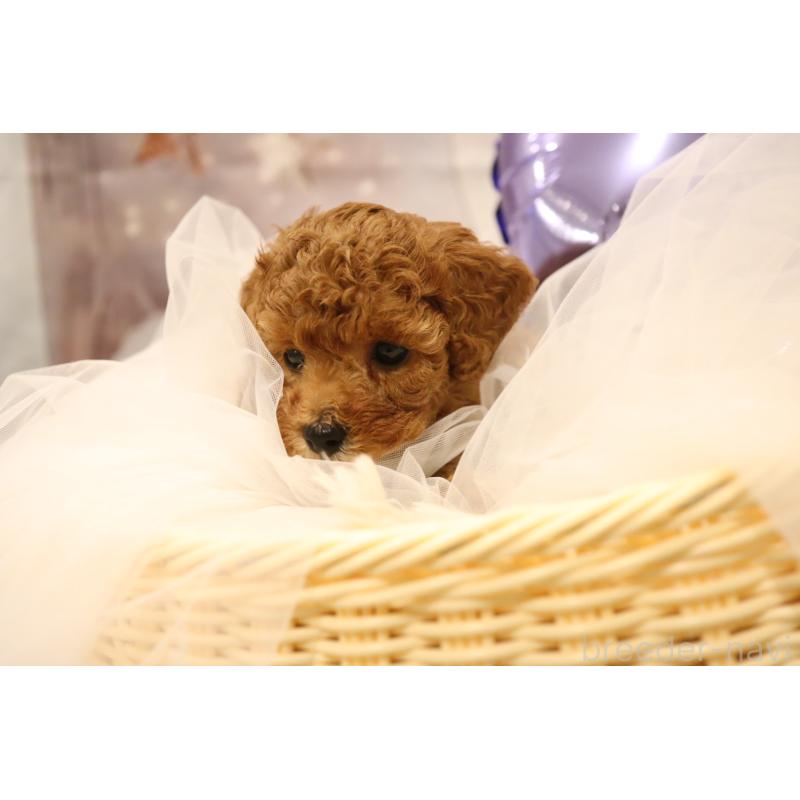 成約済の福井県のタイニープードル-413540の7枚目