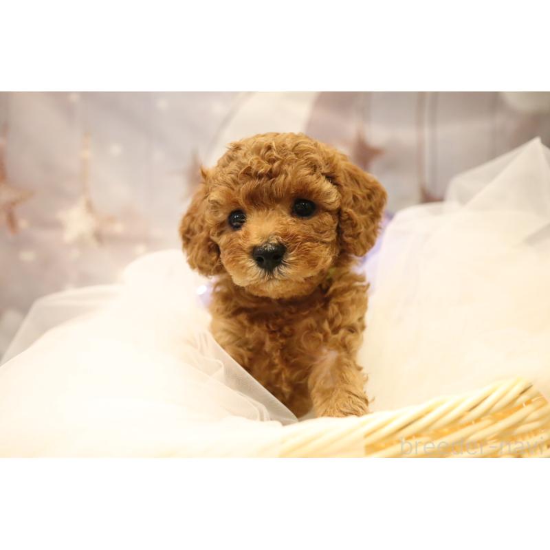 成約済の福井県のタイニープードル-413540の6枚目