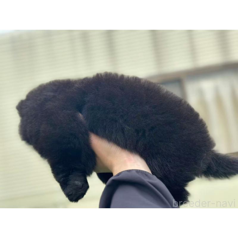 販売中の栃木県のチャウチャウ-413684の5枚目