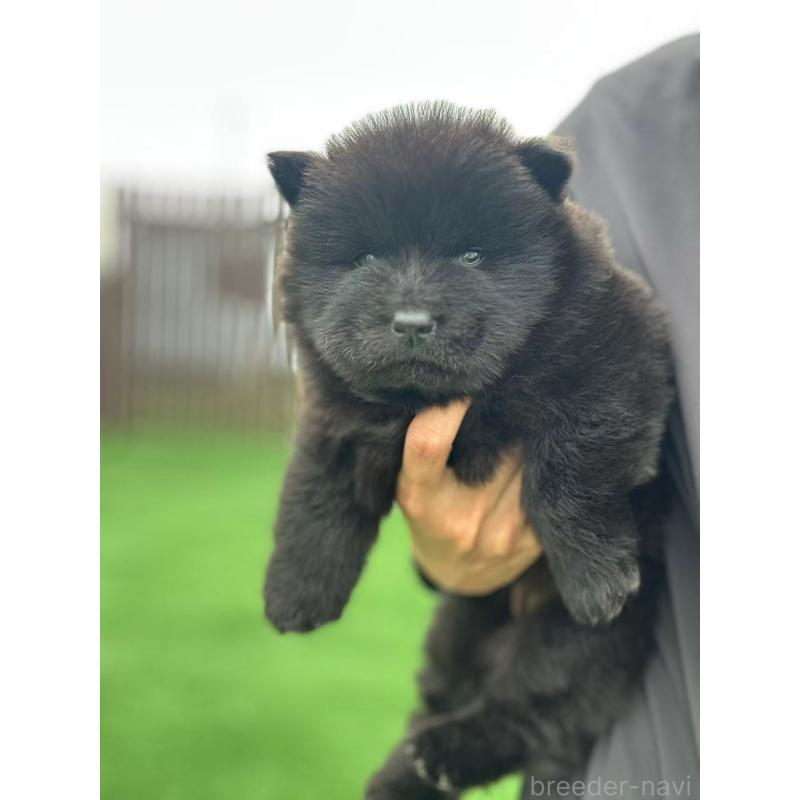販売中の栃木県のチャウチャウ-413684の4枚目