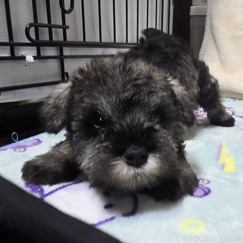 成約済の岡山県のミニチュアシュナウザー-408661の8枚目