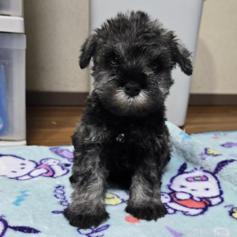 成約済の岡山県のミニチュアシュナウザー-408661の7枚目