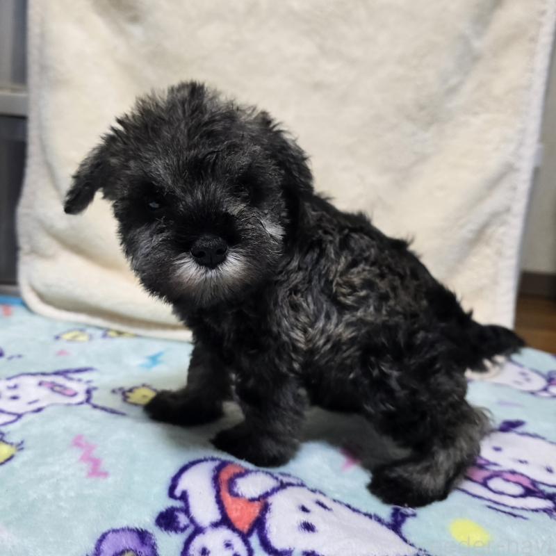 成約済の岡山県のミニチュアシュナウザー-408661の6枚目