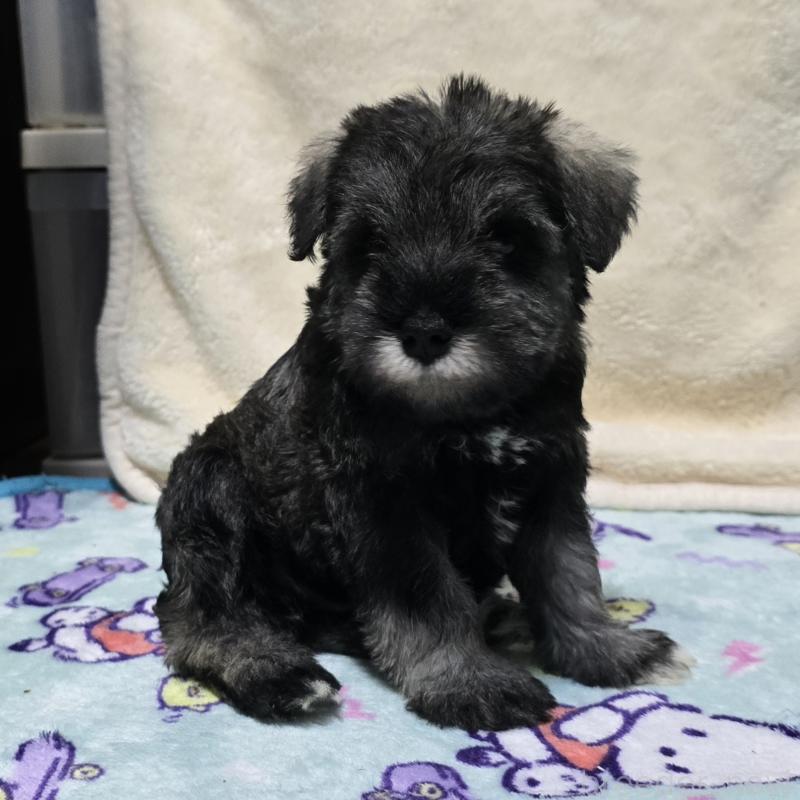 成約済の岡山県のミニチュアシュナウザー-408660の7枚目