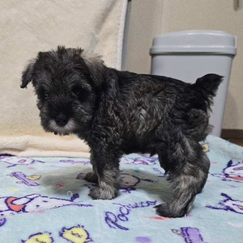 成約済の岡山県のミニチュアシュナウザー-408660の6枚目