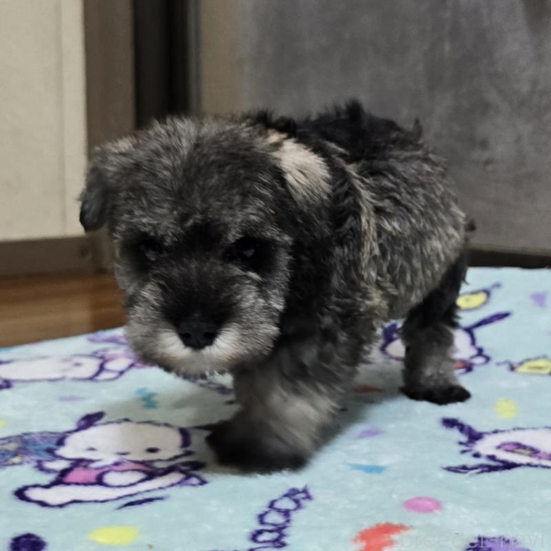 成約済の岡山県のミニチュアシュナウザー-408662の8枚目