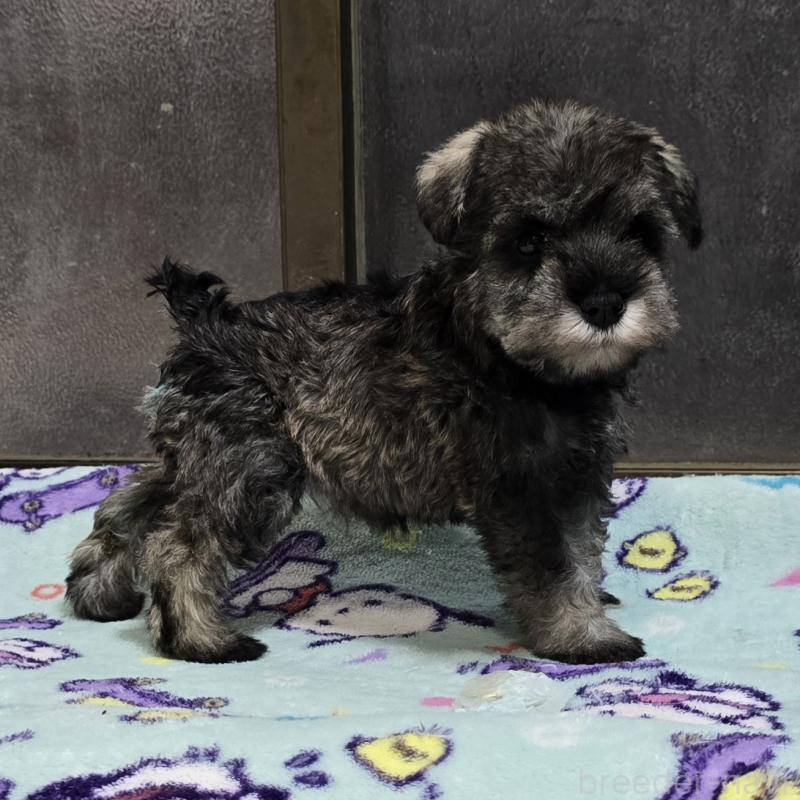 成約済の岡山県のミニチュアシュナウザー-408662の7枚目