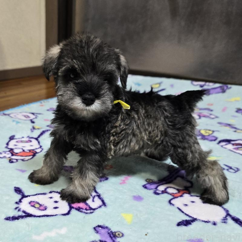 成約済の岡山県のミニチュアシュナウザー-408663の8枚目