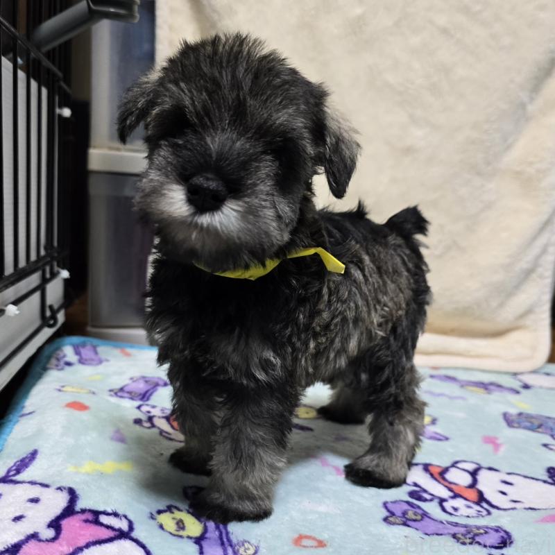 成約済の岡山県のミニチュアシュナウザー-408663の7枚目