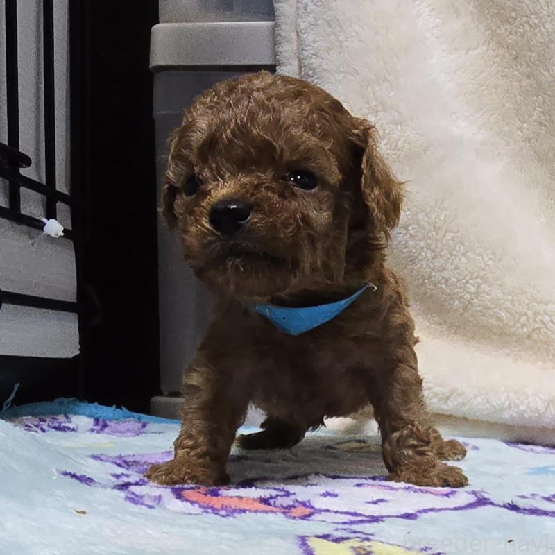 成約済の岡山県のトイプードル-411589の11枚目