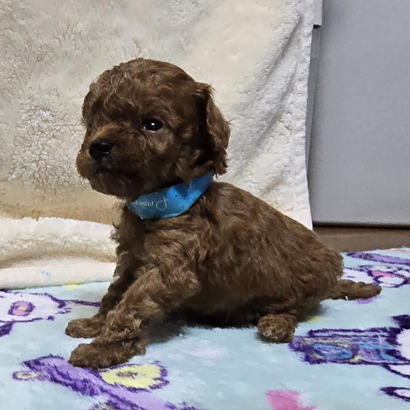 成約済の岡山県のトイプードル-411589の10枚目