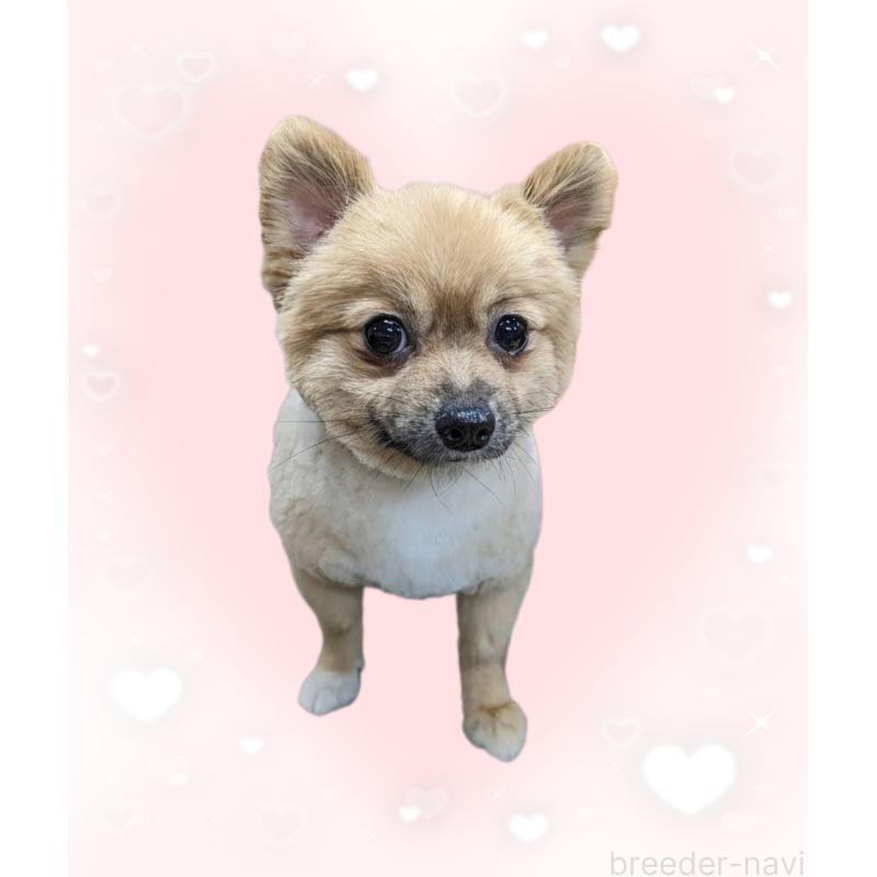 パンナちゃん1枚目