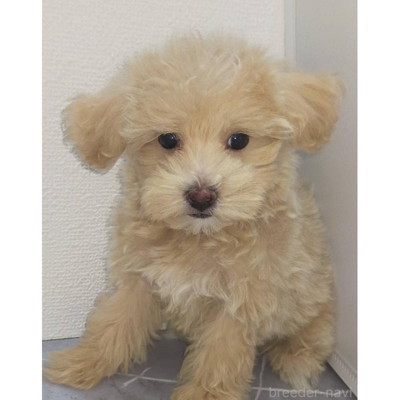 販売中の宮崎県のマルプー:マルチーズ×トイプードル-413693の2枚目