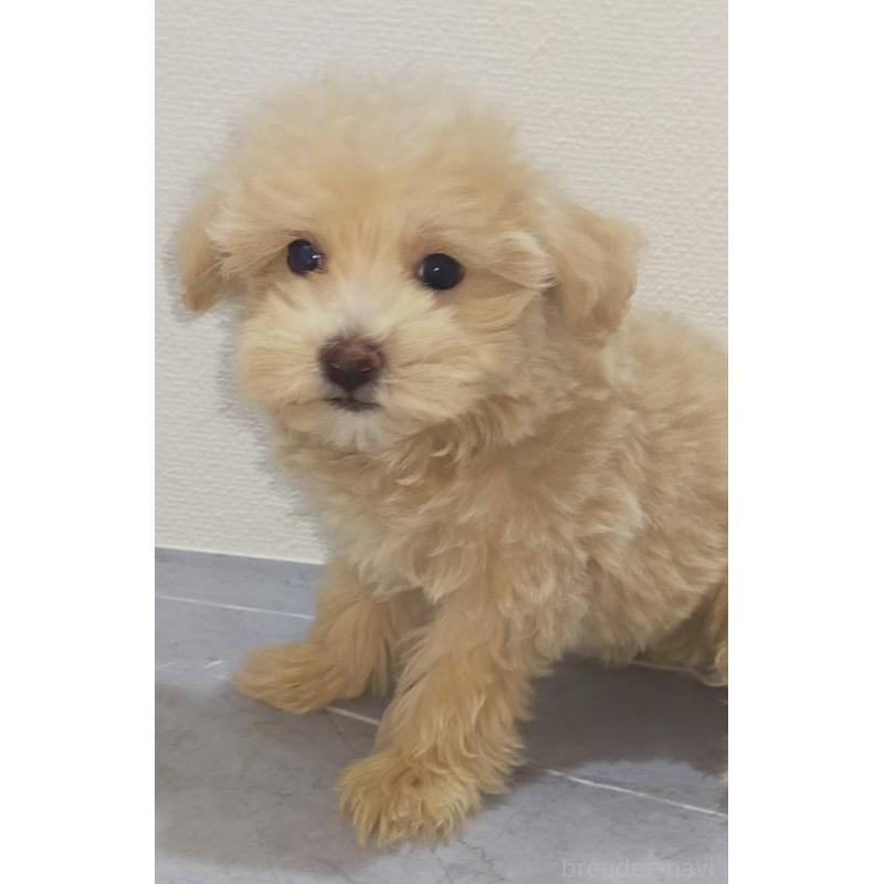 販売中の宮崎県のマルプー:マルチーズ×トイプードル-413693の1枚目