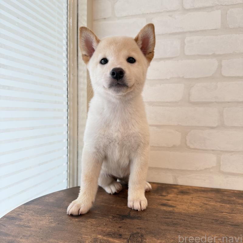 販売中の大阪府の柴犬-413696の9枚目
