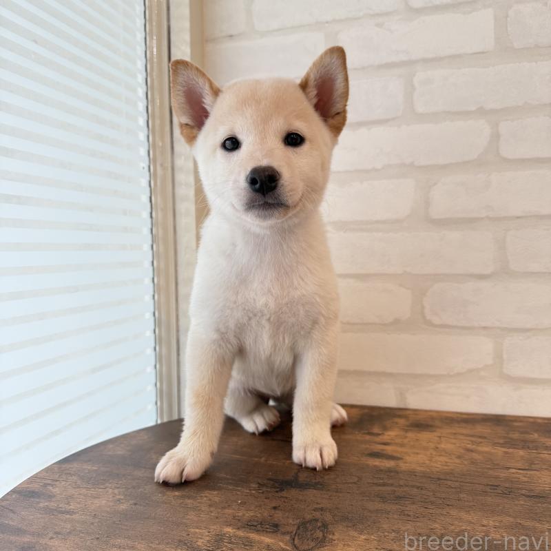 販売中の大阪府の柴犬-413696の8枚目