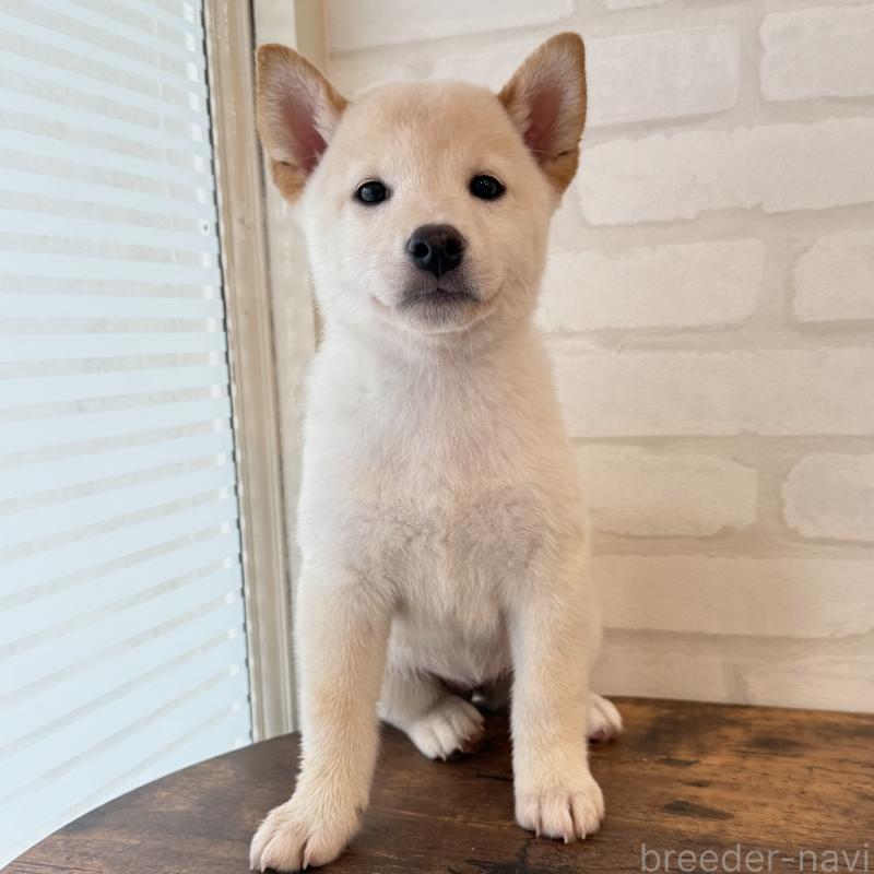 販売中の大阪府の柴犬-413696の7枚目