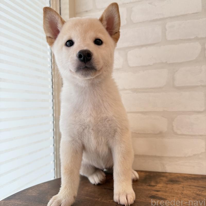 販売中の大阪府の柴犬-413696の6枚目
