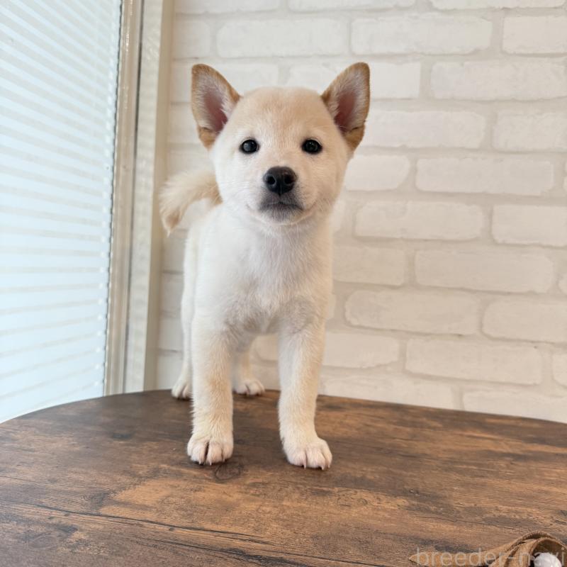 販売中の大阪府の柴犬-413696の5枚目