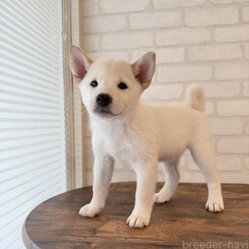 販売中の大阪府の柴犬-413696の4枚目