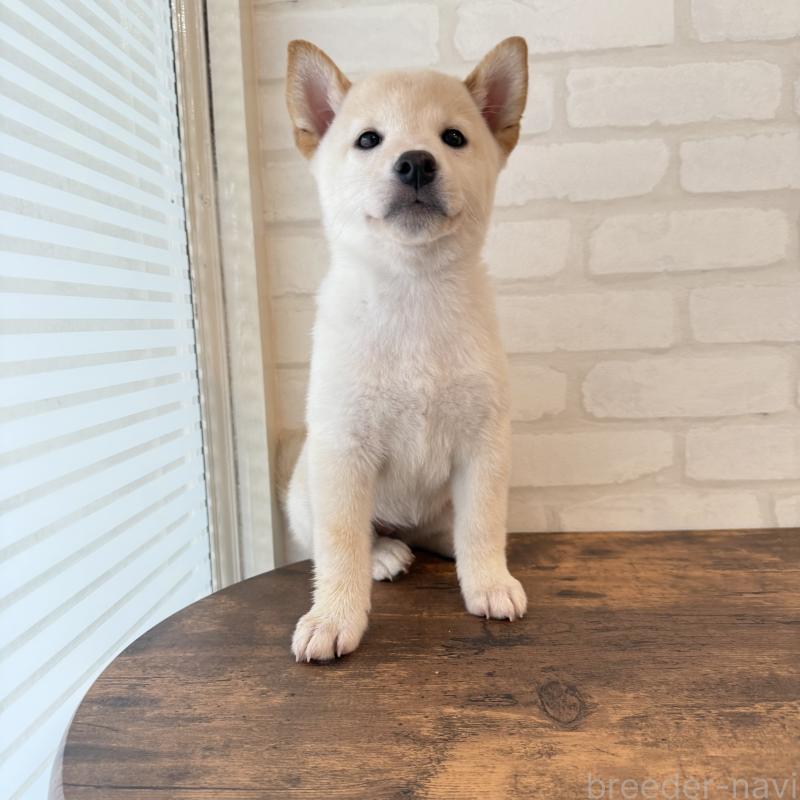 販売中の大阪府の柴犬-413696の1枚目