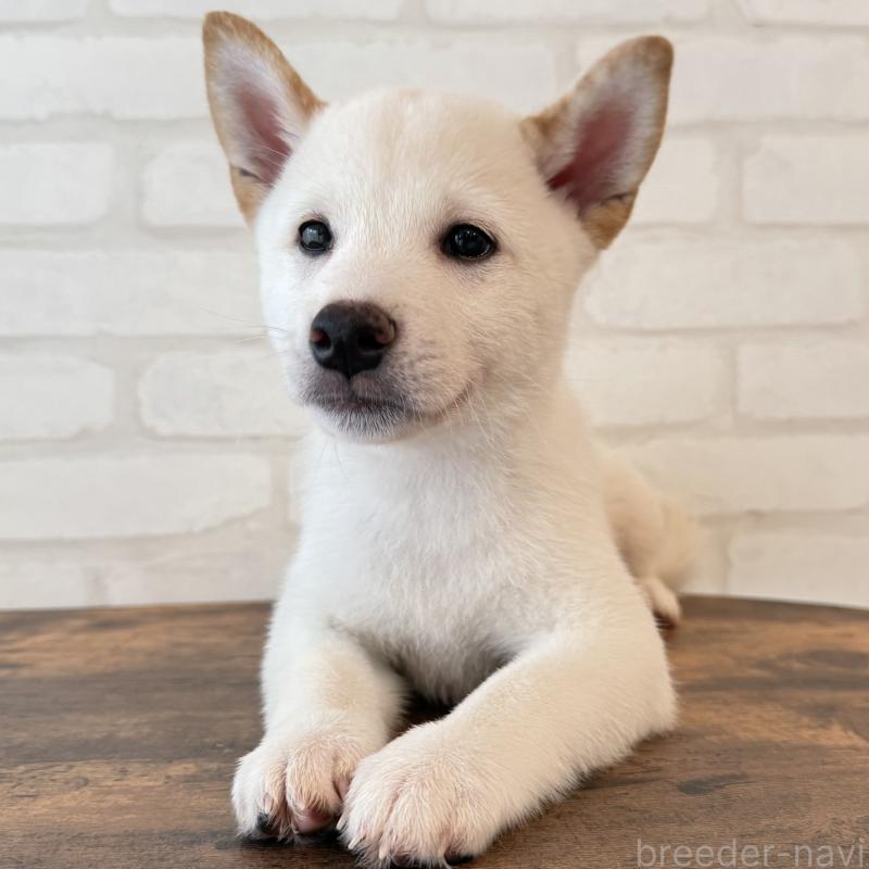 販売中の大阪府の柴犬-413697の6枚目