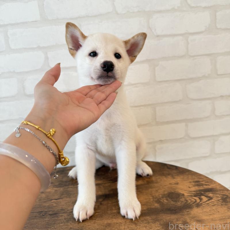 販売中の大阪府の柴犬-413697の5枚目