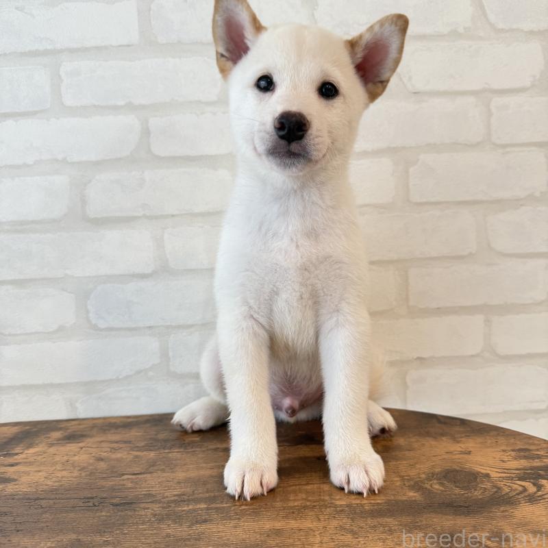 販売中の大阪府の柴犬-413697の4枚目