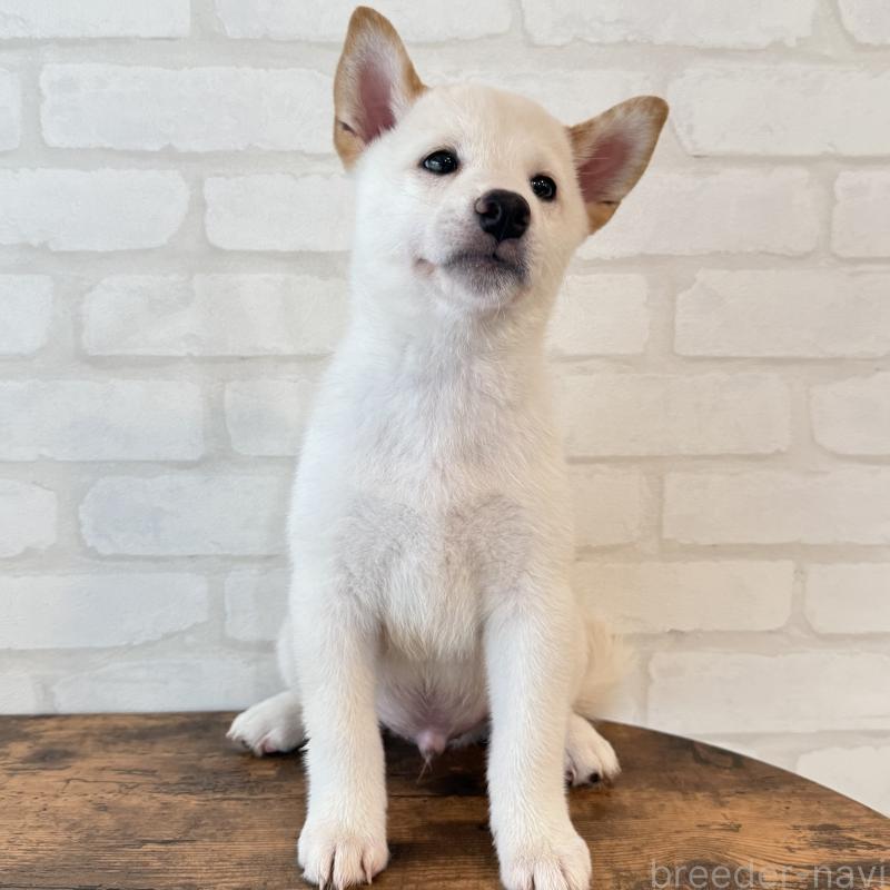 販売中の大阪府の柴犬-413697の3枚目