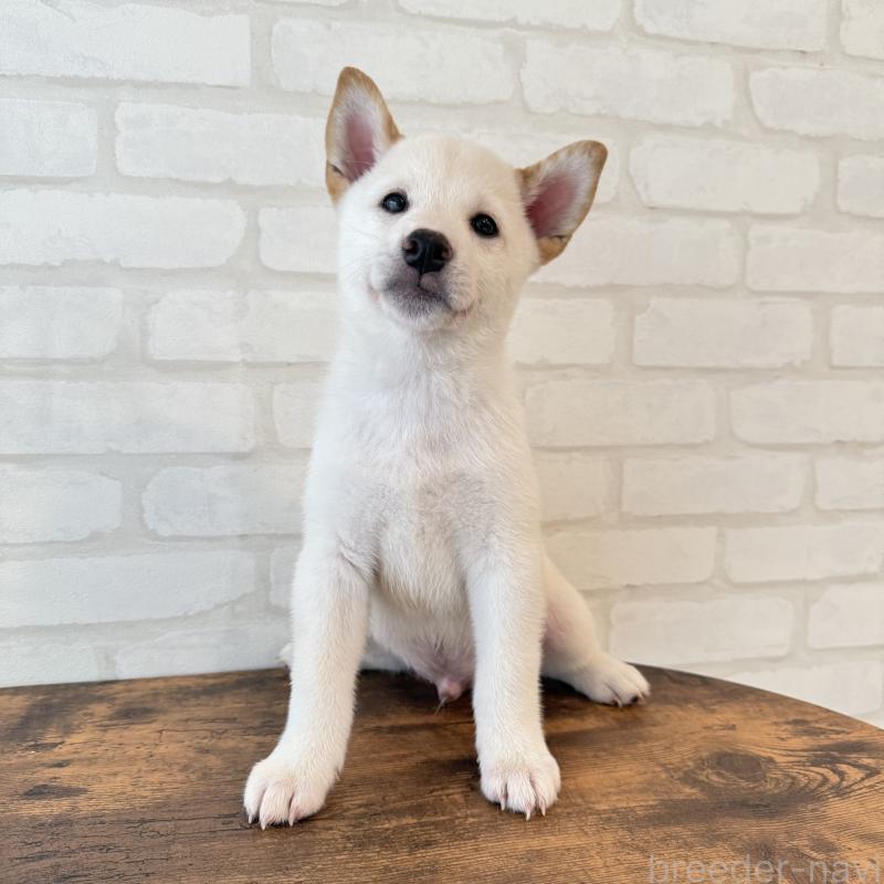 販売中の大阪府の柴犬-413697