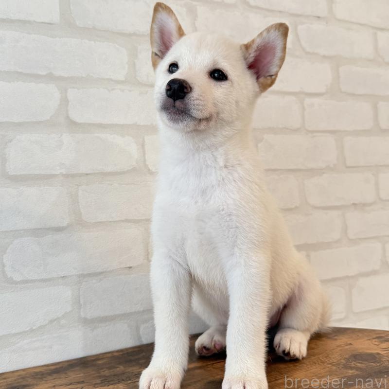 販売中の大阪府の柴犬-413697の2枚目