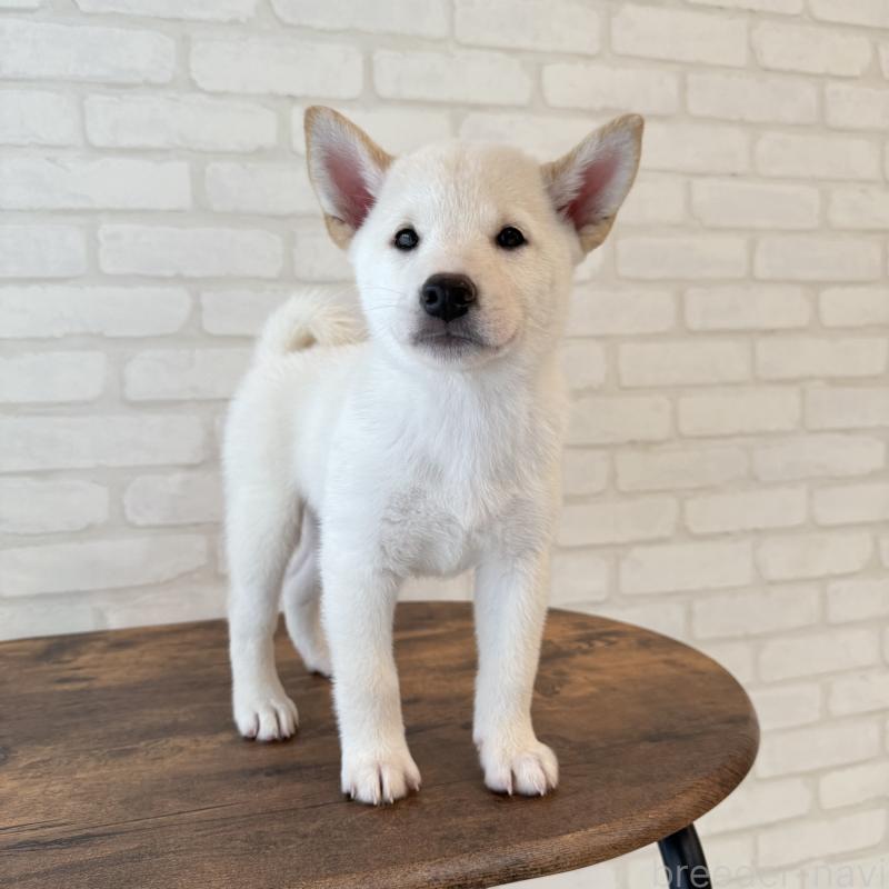 販売中の大阪府の柴犬-413700