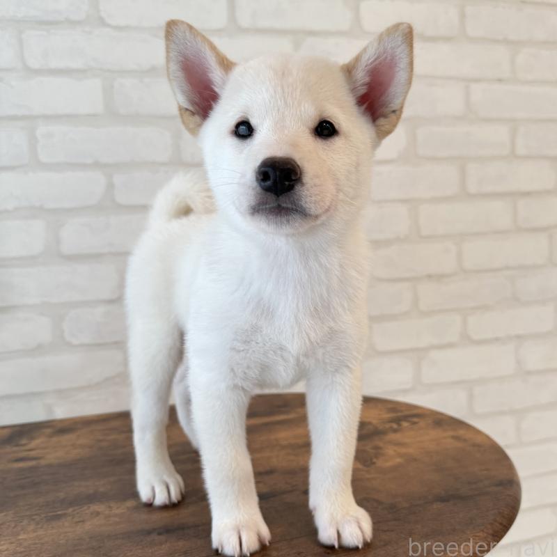 販売中の大阪府の柴犬-413700の7枚目