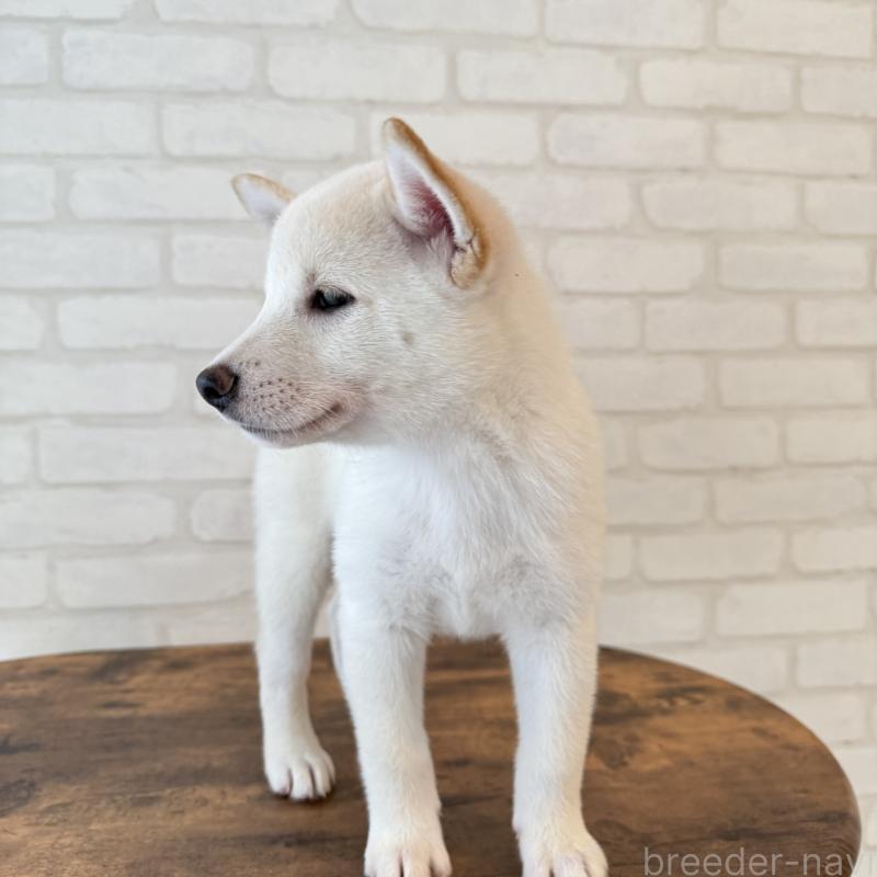 販売中の大阪府の柴犬-413700の6枚目