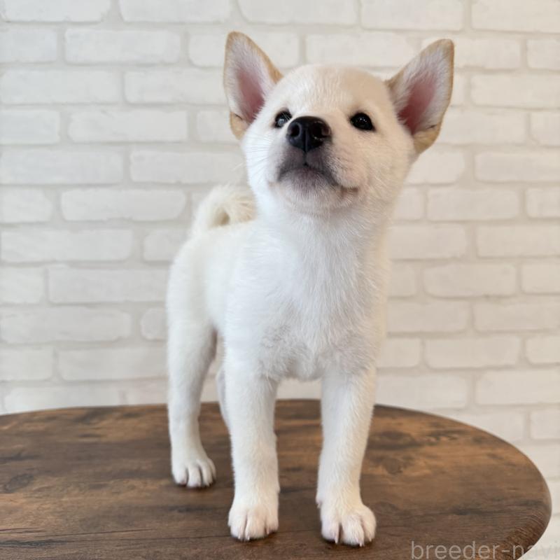 販売中の大阪府の柴犬-413700の5枚目