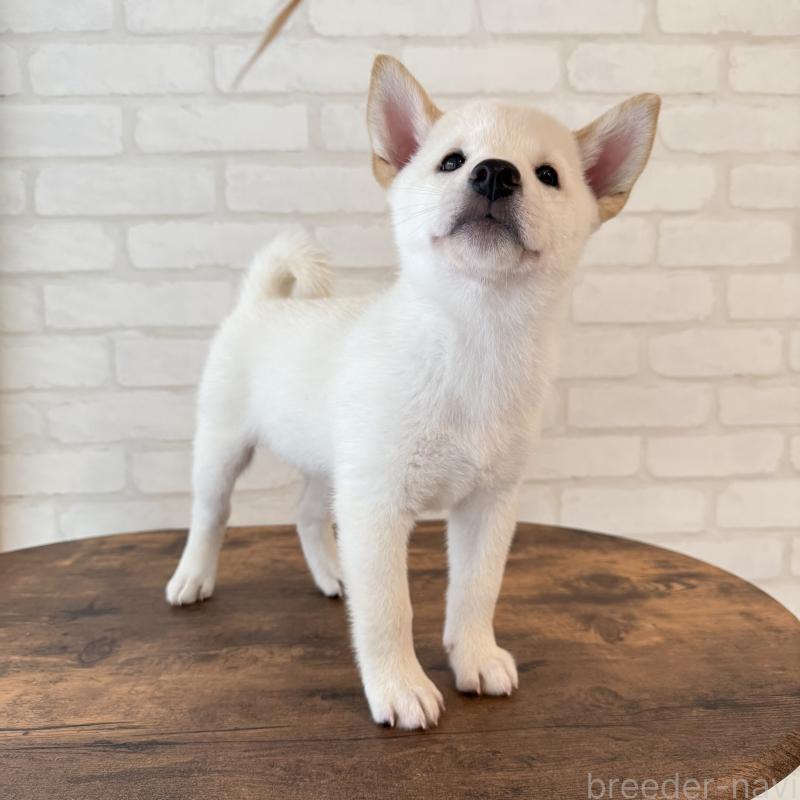 販売中の大阪府の柴犬-413700の4枚目