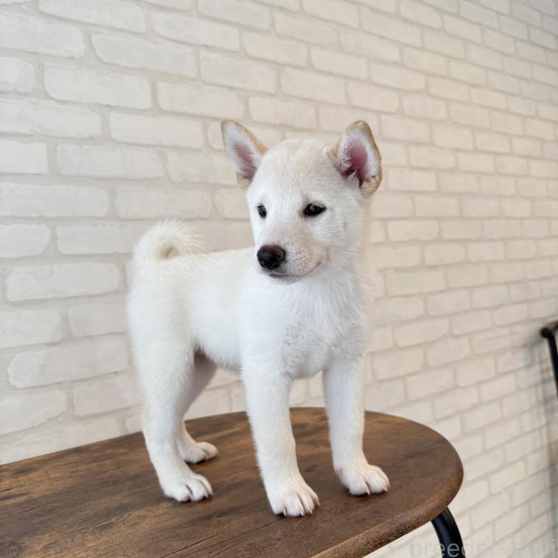 販売中の大阪府の柴犬-413700の3枚目