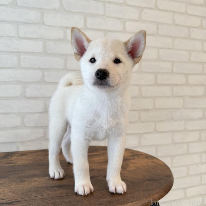 販売中の大阪府の柴犬-413700の2枚目