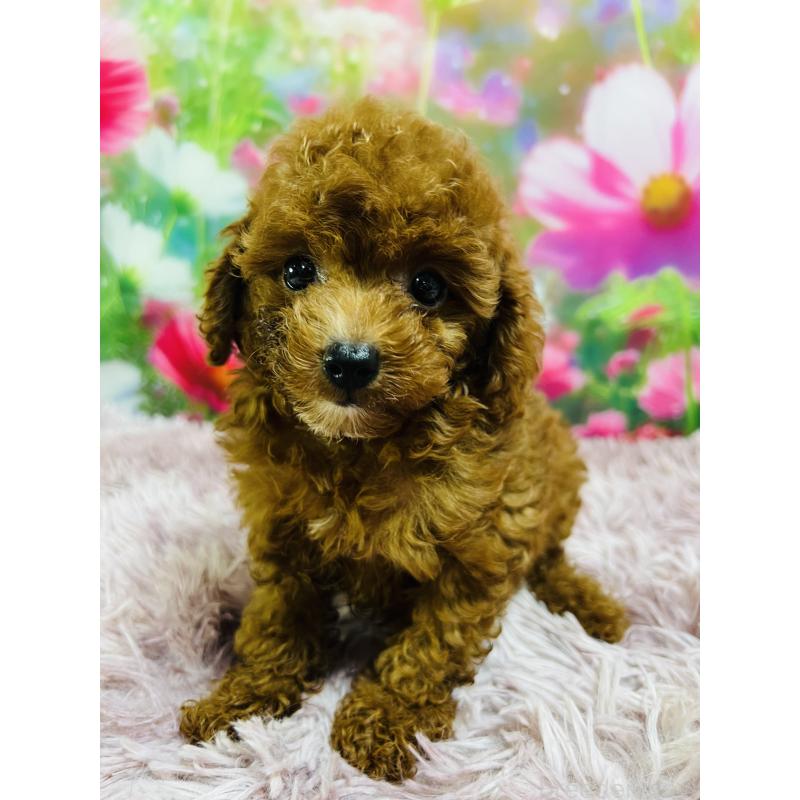 販売中の茨城県のトイプードル-413566の2枚目