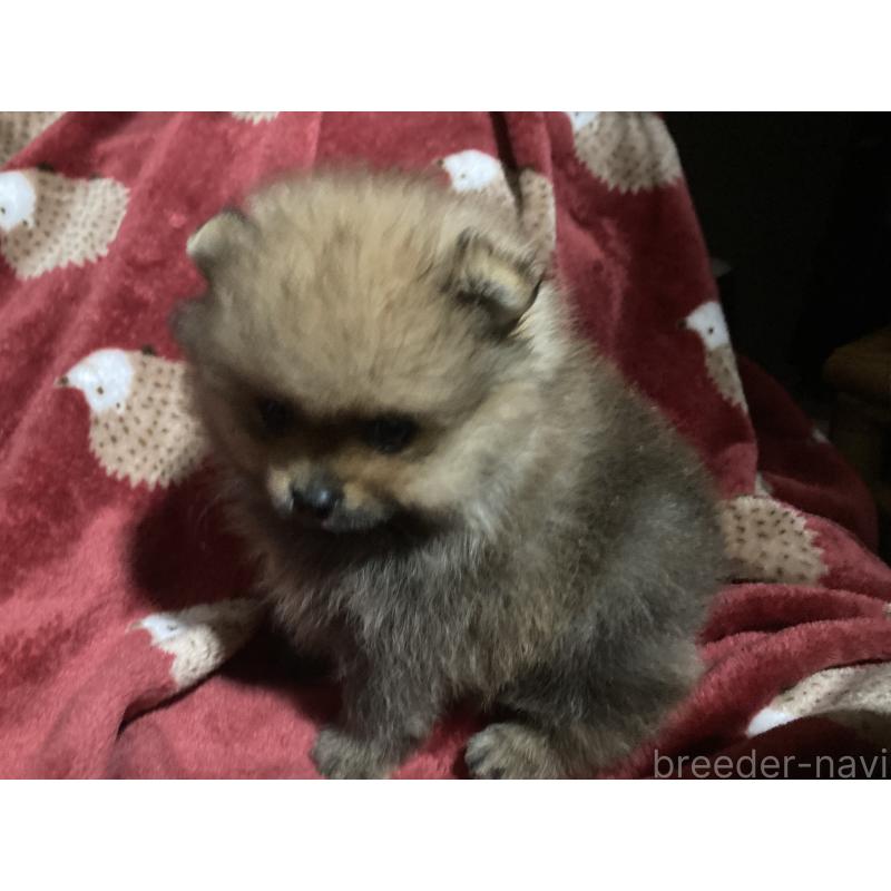 販売中の福岡県のポメラニアン-413567の3枚目